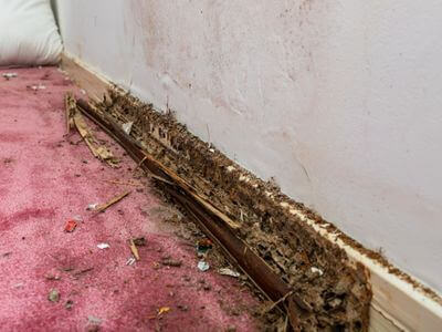 About JiveHaven - water damage restoration experts in Santa Monica